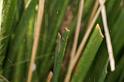 Leucage_granulata_D5545_Z_85_Wellington Point Esplanada_Australie
